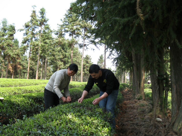 原生态：看看江西大山中的农民是如何炒制茶叶的(高清组图)