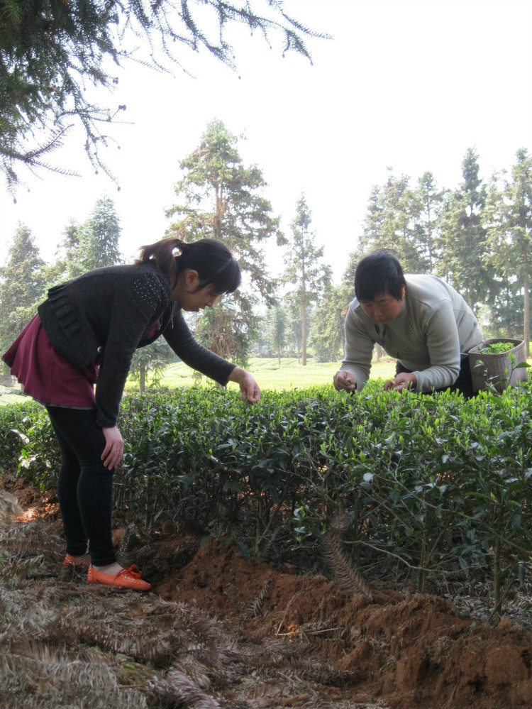 原生态：看看江西大山中的农民是如何炒制茶叶的(高清组图)