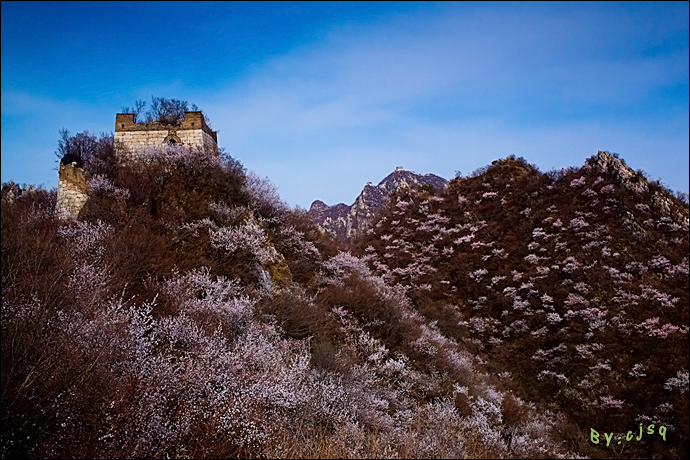 美不胜收的绚烂:箭扣春花 野长城脚下的绽放盛景(高清组图)