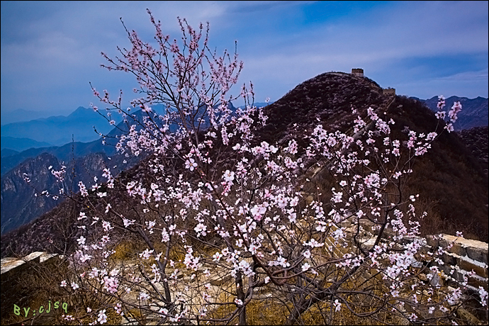 美不胜收的绚烂:箭扣春花 野长城脚下的绽放盛景(高清组图)